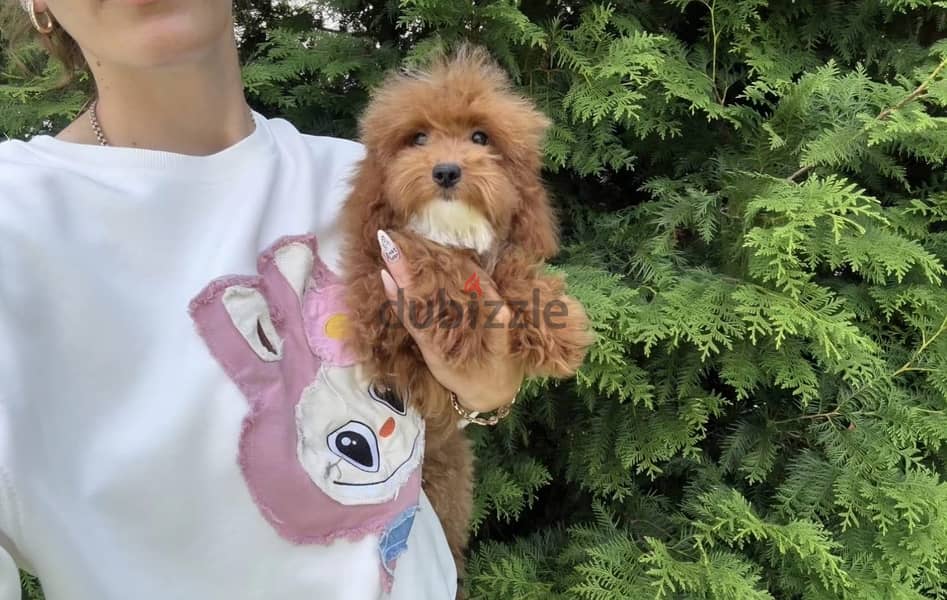 Cockapoo puppy boy from Russia 7
