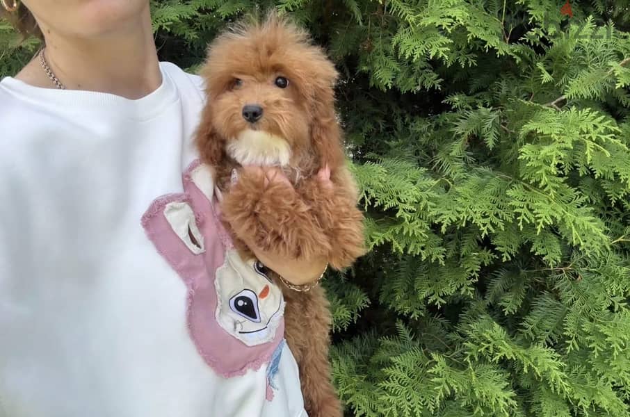Cockapoo puppy boy from Russia 8