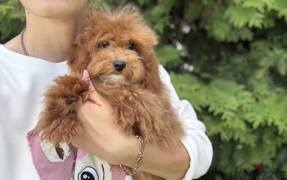 Cockapoo puppy boy from Russia 9