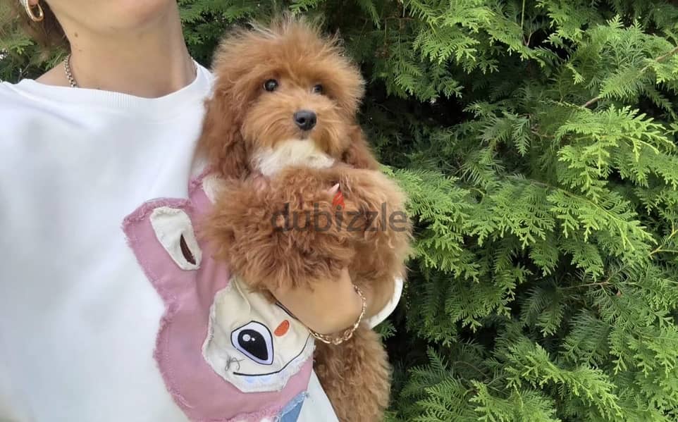 Cockapoo puppy boy from Russia 10