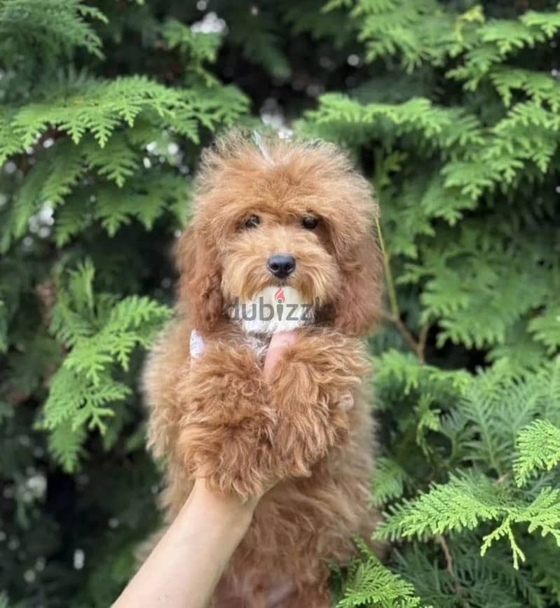 Cockapoo puppy boy from Russia 11