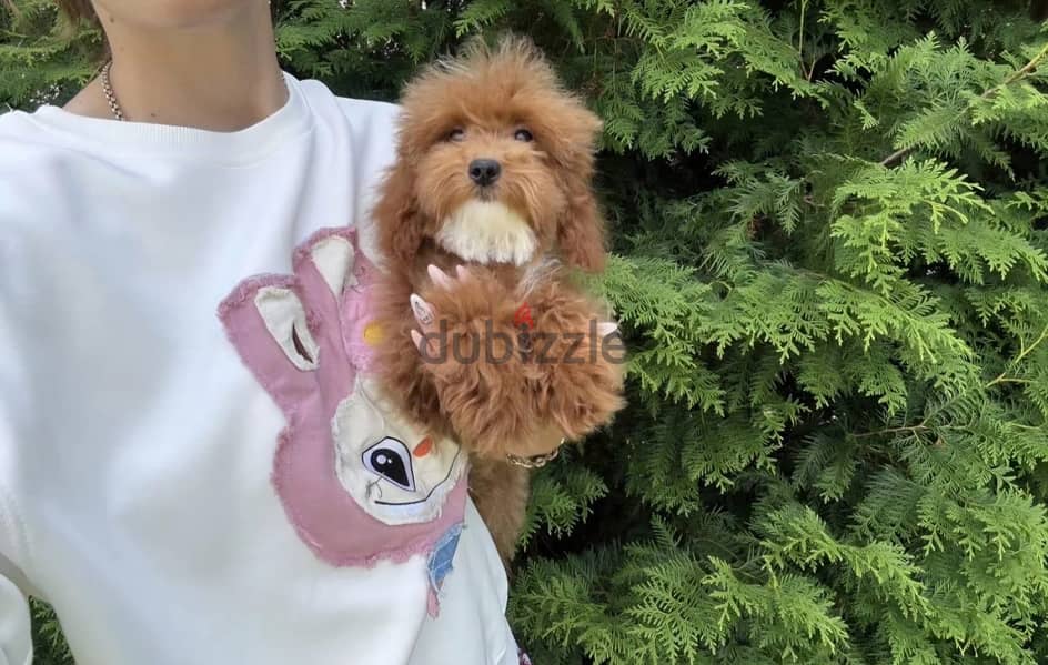 Cockapoo puppy boy from Russia 12