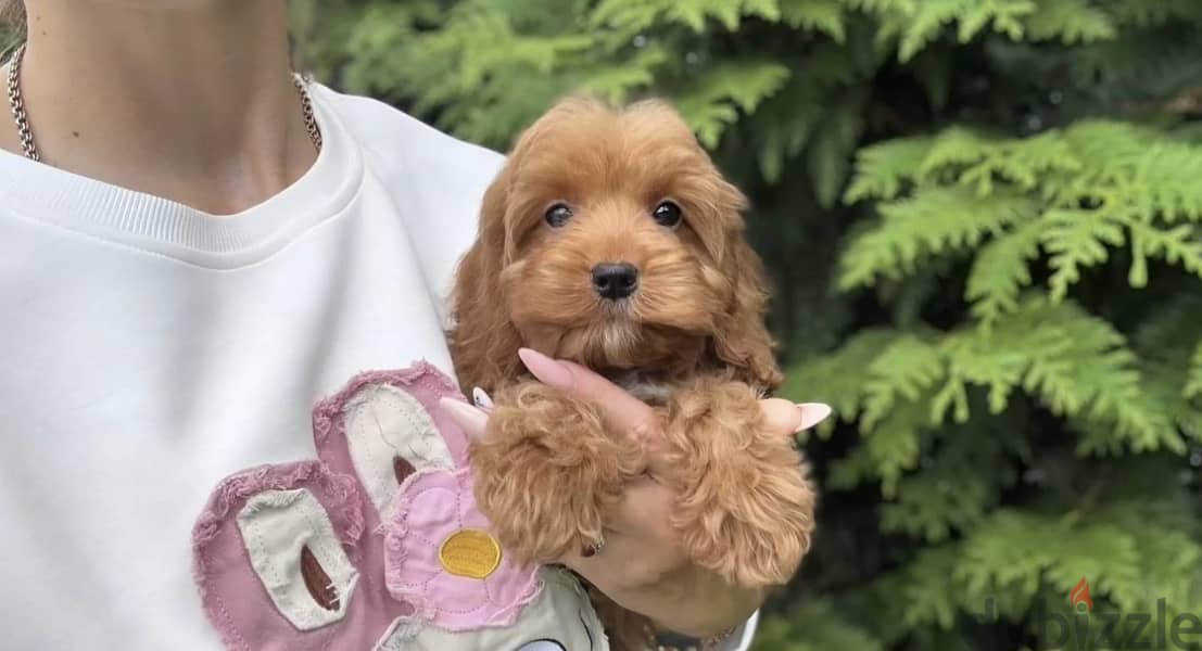 Cockapoo puppy boy from Russia 13