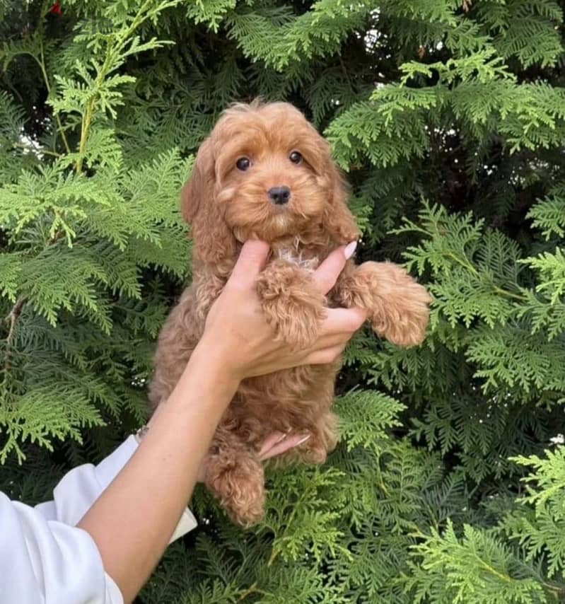Cockapoo puppy boy from Russia 14