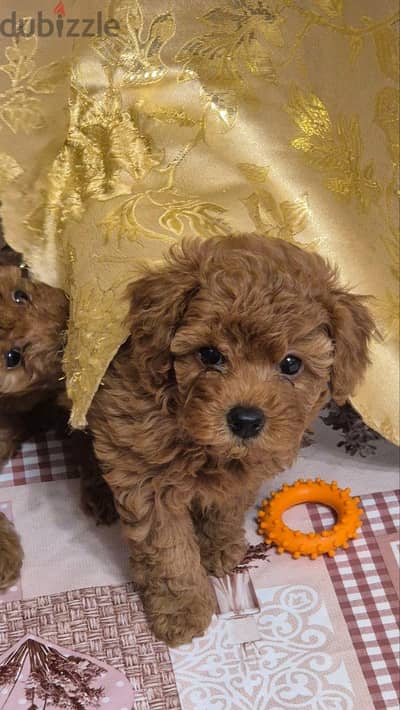 Toy poodle with the top quality males and females _ جراء بودل نقيه