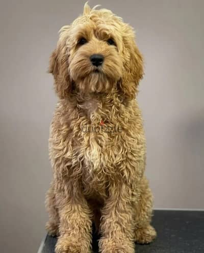 Labradoodle puppy female from run