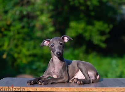 Italian greyhound puppy female from Russia