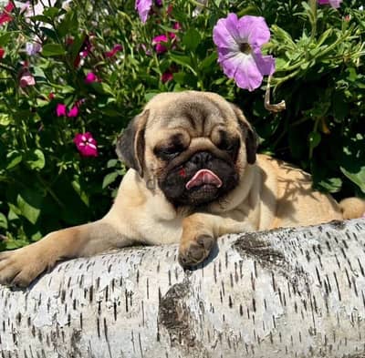 Pug puppy female from Russia
