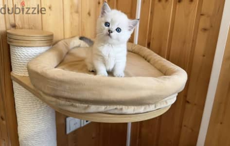 Munchkin kitten female from Russia