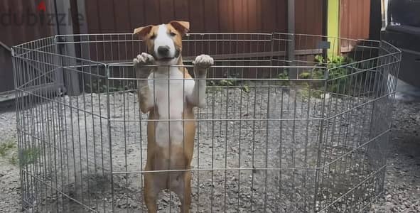 Miniature bull terrier puppy female