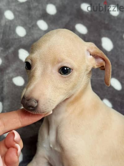 Italian greyhound puppy boy from Russia