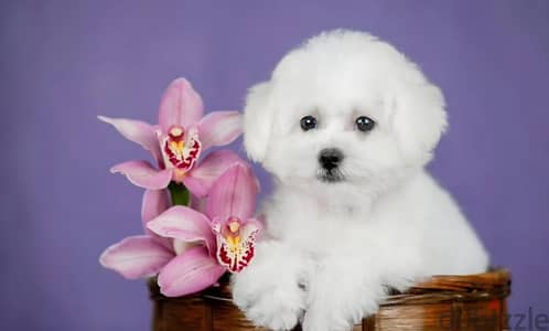 Bichon Frise puppy female from Russia