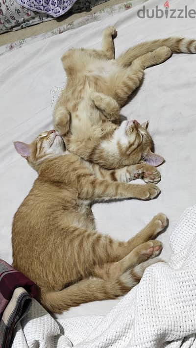 4 Cats for adoption, no need to get them all