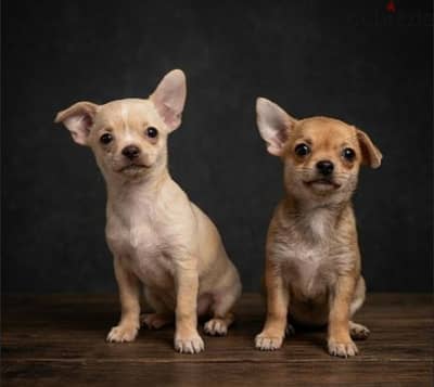 Chihuahua female 2 months old