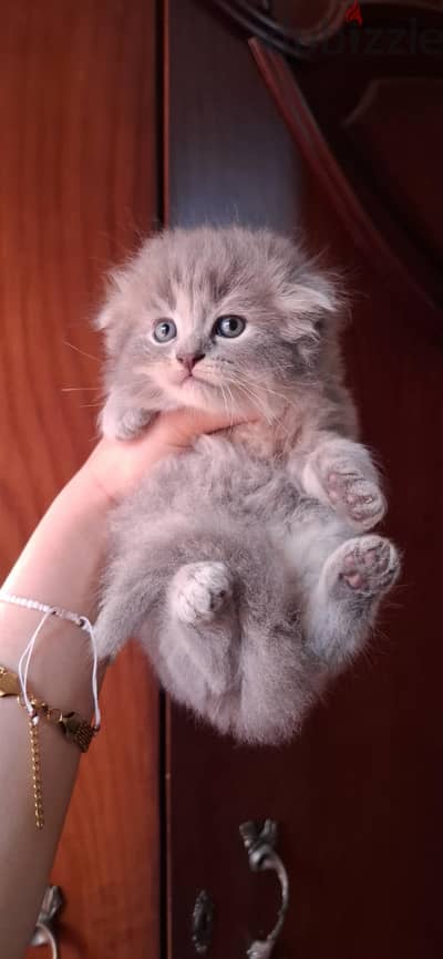 Scottish fold male