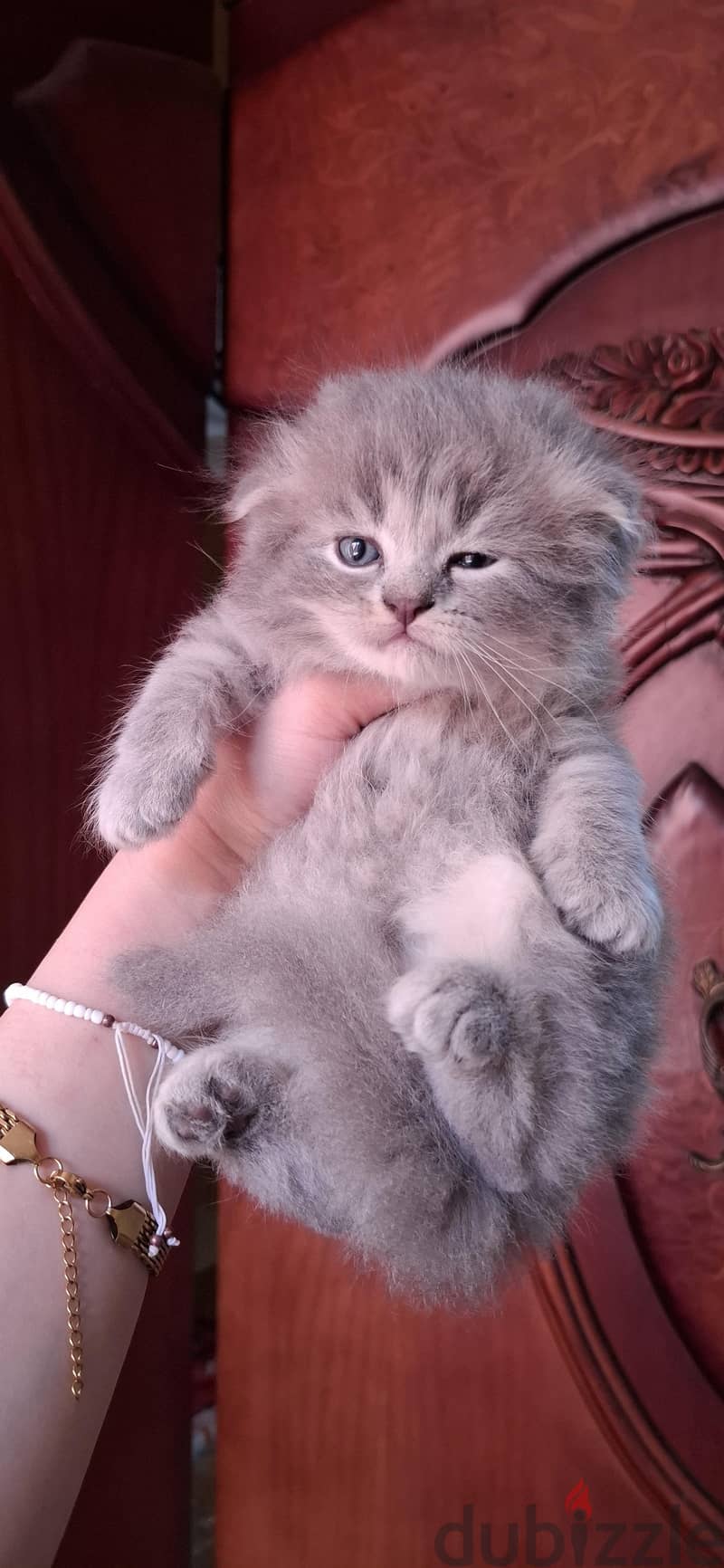 Scottish fold male 1