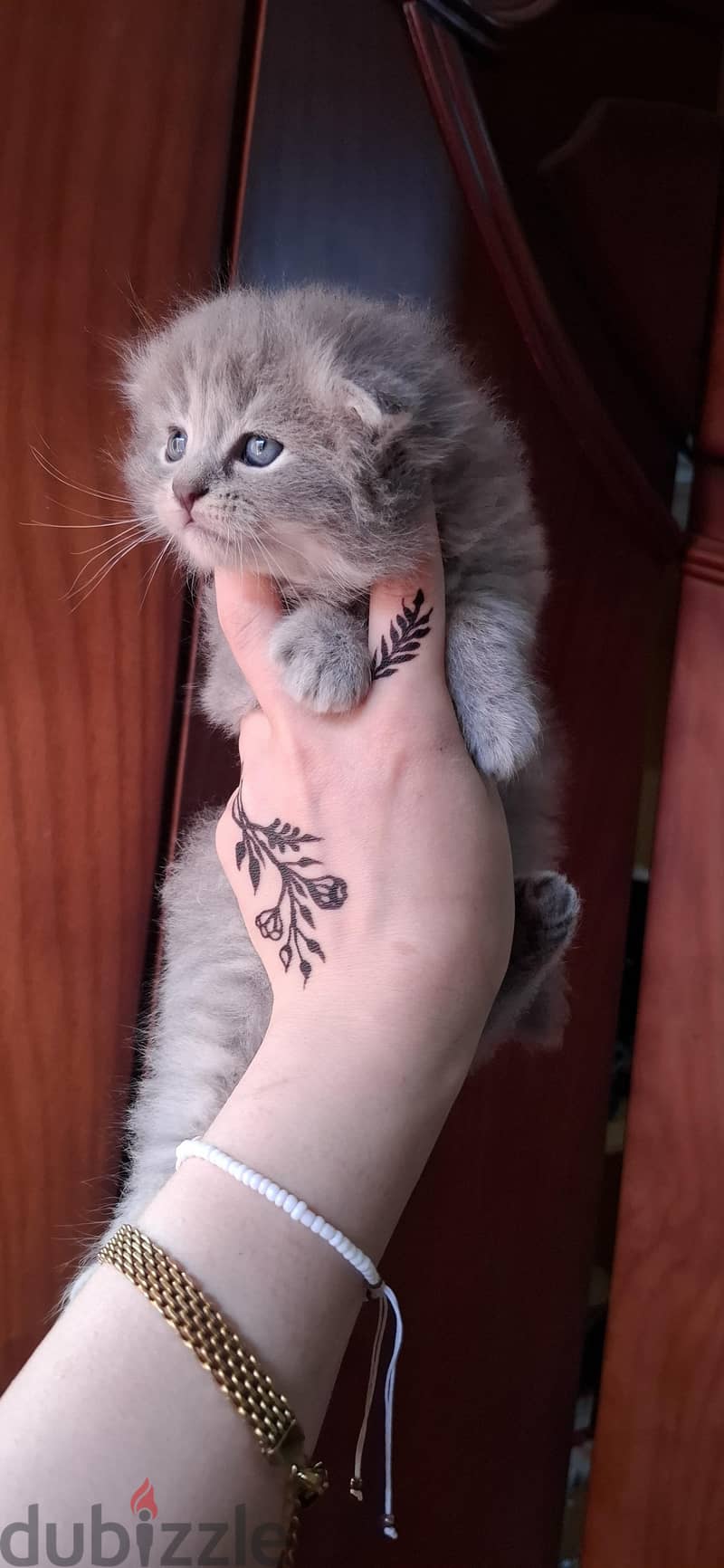Scottish fold male 2