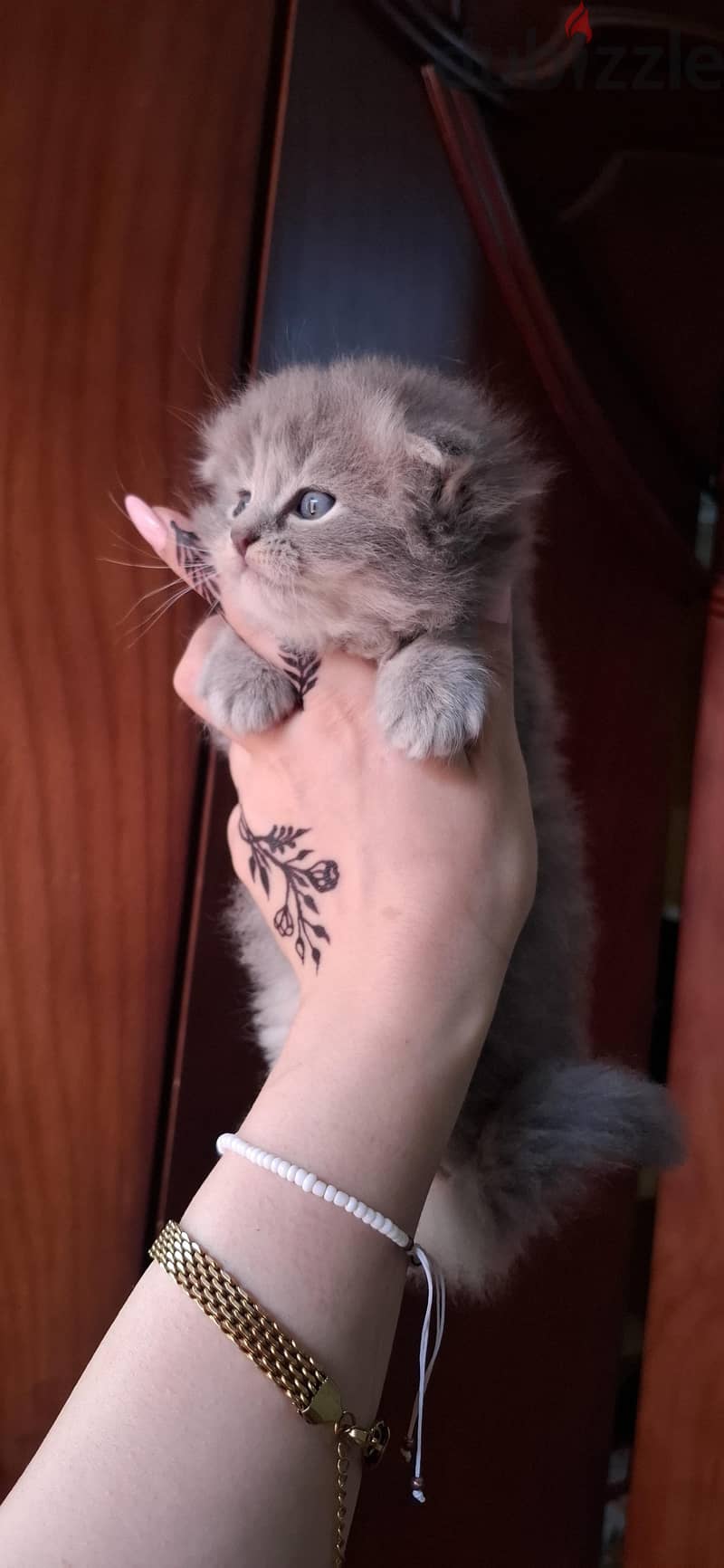 Scottish fold male 3