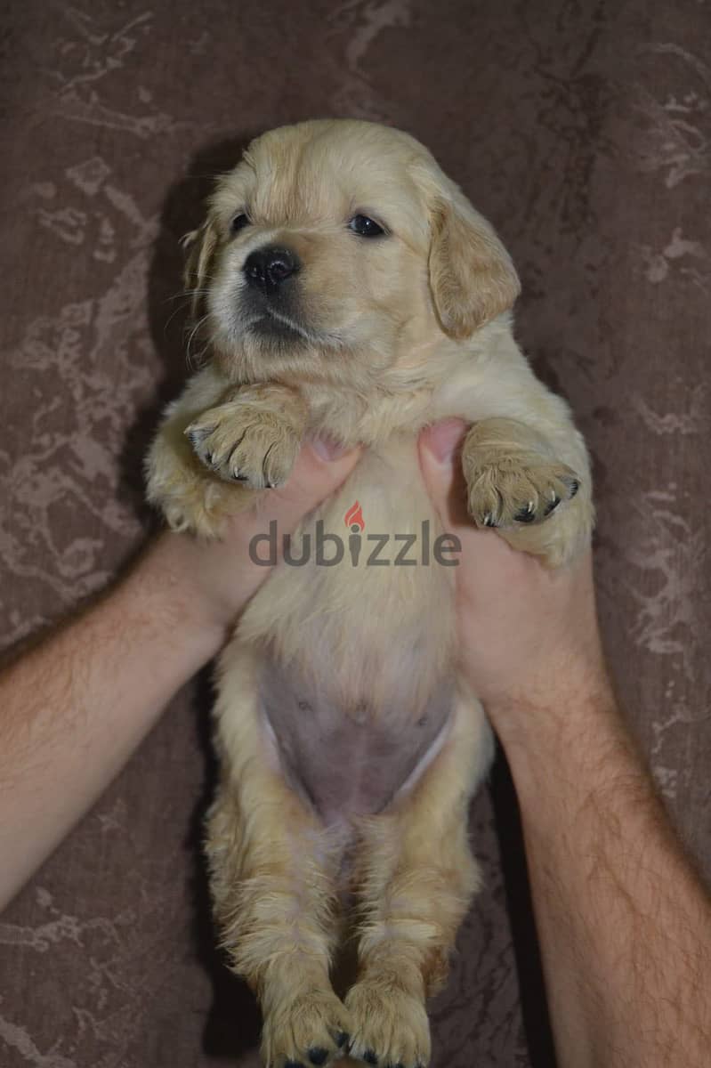 Golden 2