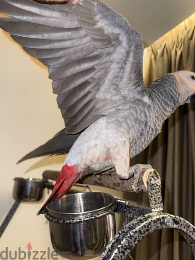 African Grey parrot