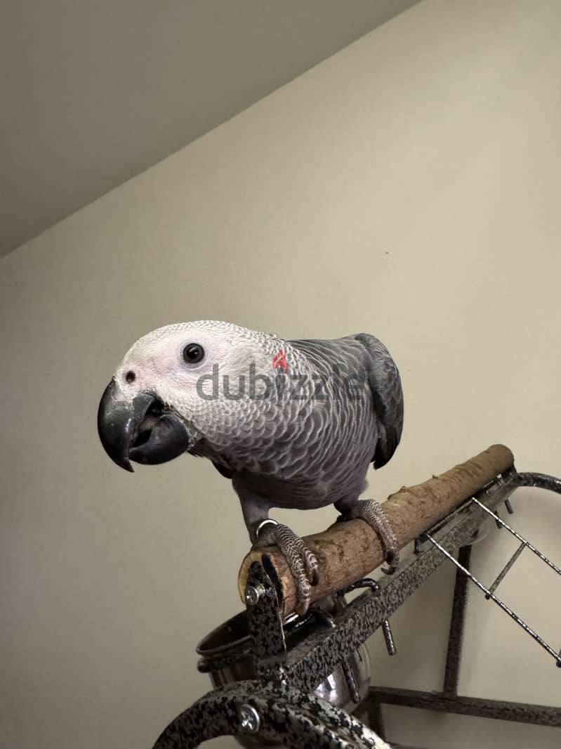 African Grey parrot 1