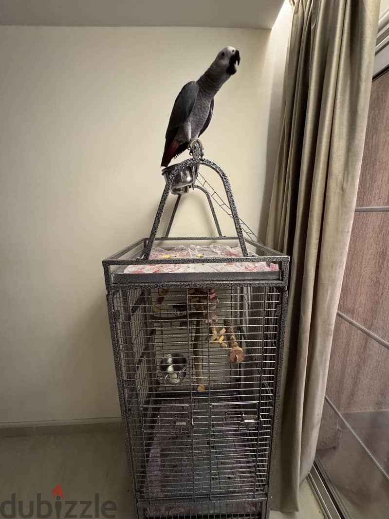 African Grey parrot 2