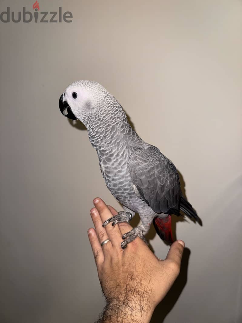 African Grey parrot 3