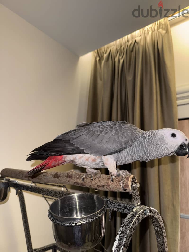 African Grey parrot 4