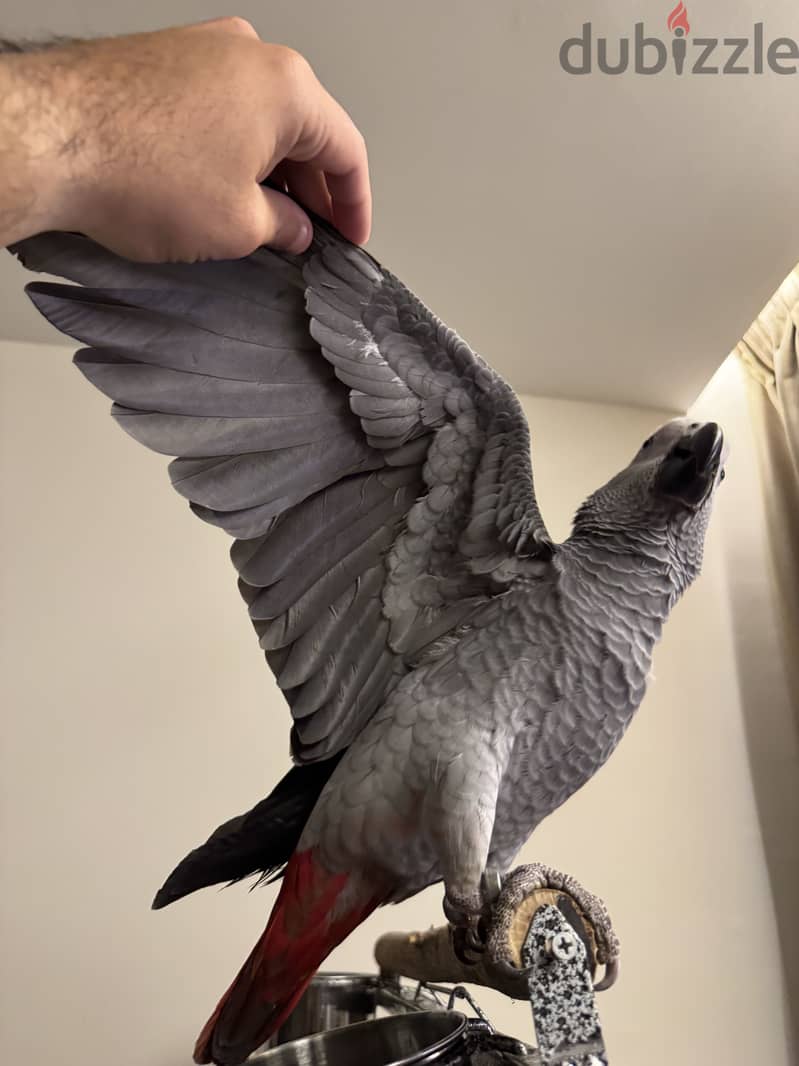 African Grey parrot 5