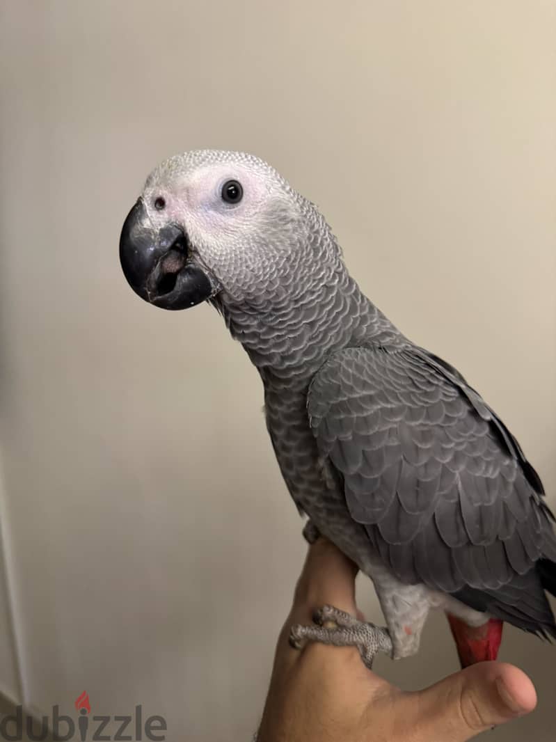 African Grey parrot 6