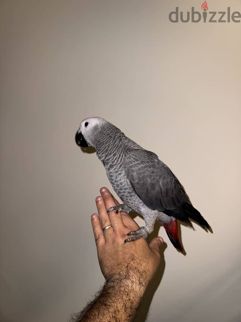 African Grey parrot 7