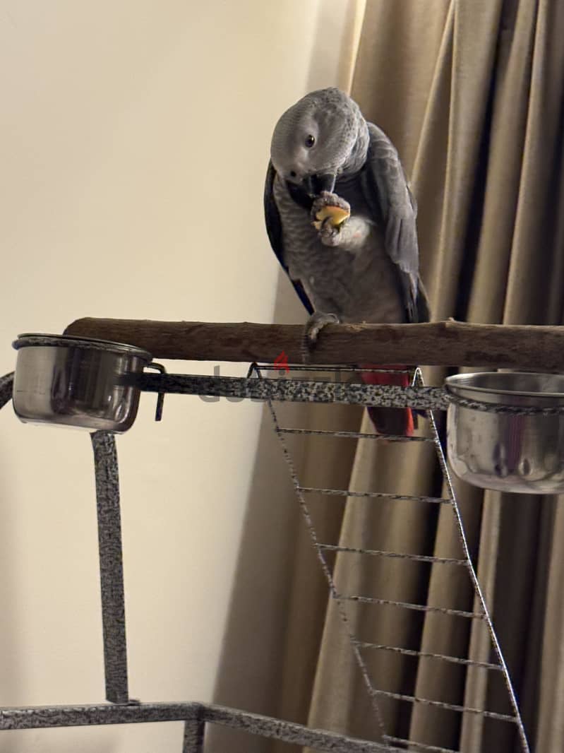 African Grey parrot 8