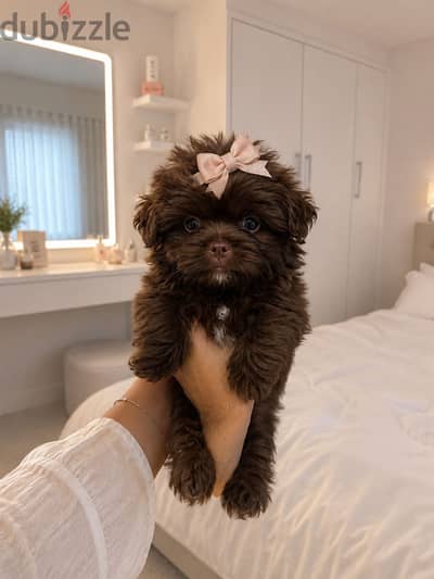 Havanese × Shih Tzu Girl
