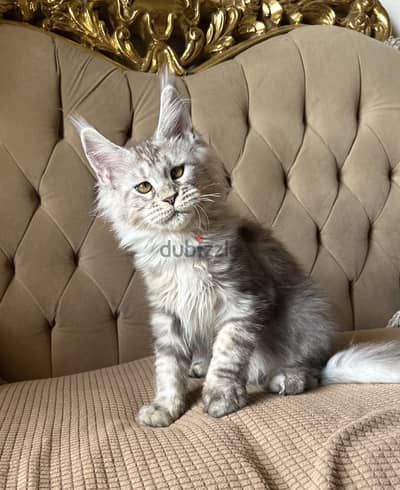 Maine coon black silver European line
