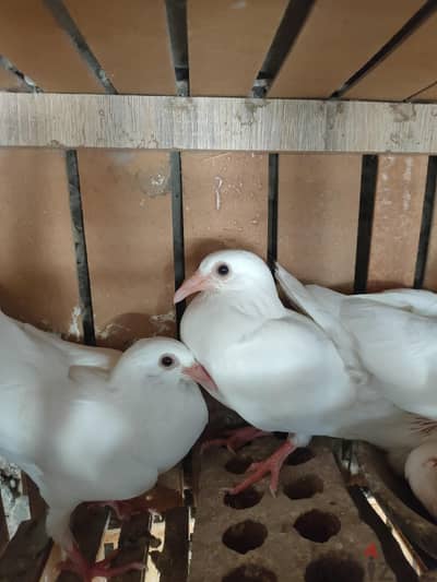 زوجين حمام مفطومين لاحم زغاليل