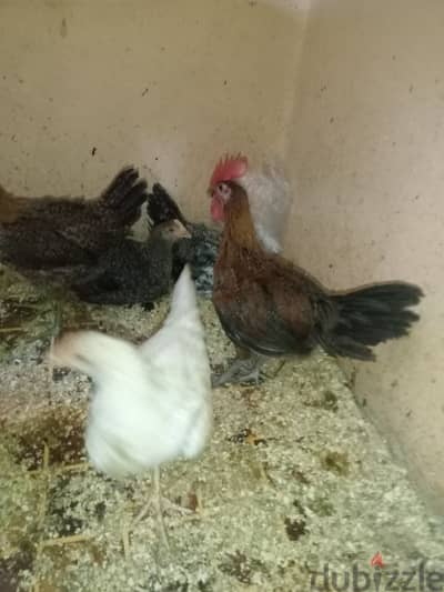 فراخ بلدى و فيومى وجوز ديوك رومى