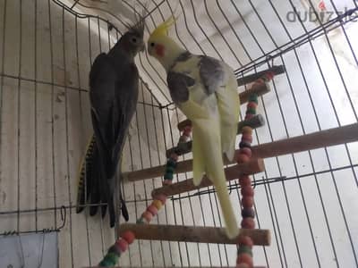 كوكتيل ذكر لاتيني مصبع بصمه وانثي حبشي شغال