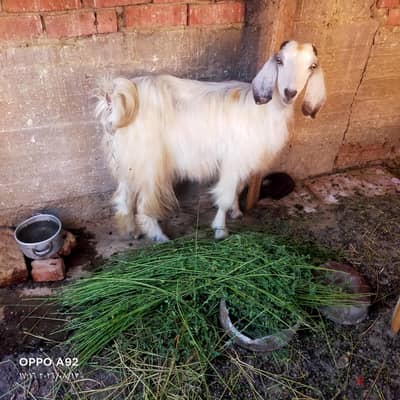 عنزه خشنة كاسرة جوز مضروبة من جدي بور
