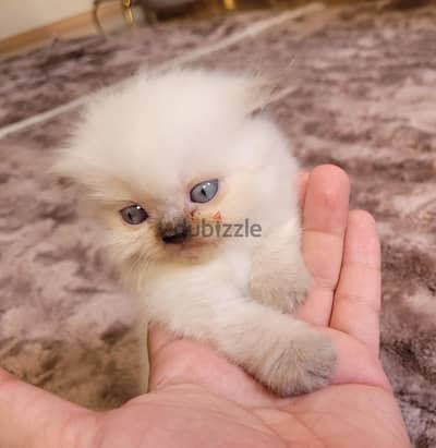 Blue point female baby