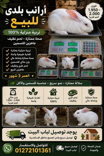 ارنب لحم فاخر