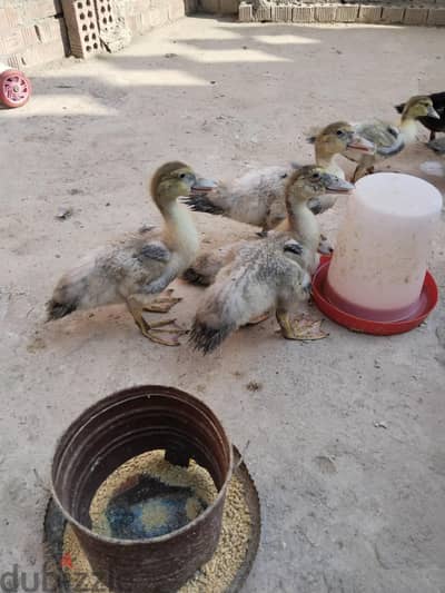 بط تركي