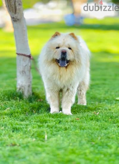 Chow Chow