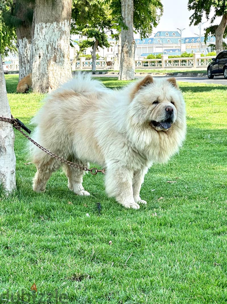 Chow Chow 1