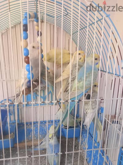 استرالي رنبوا و تركيبات