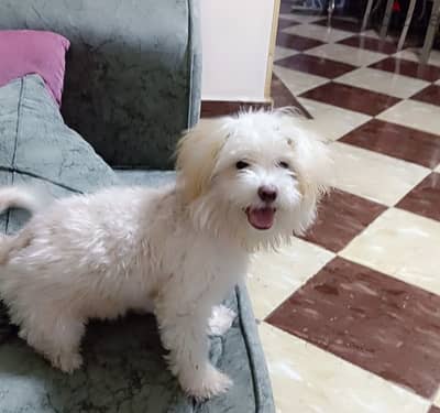 Maltese dog