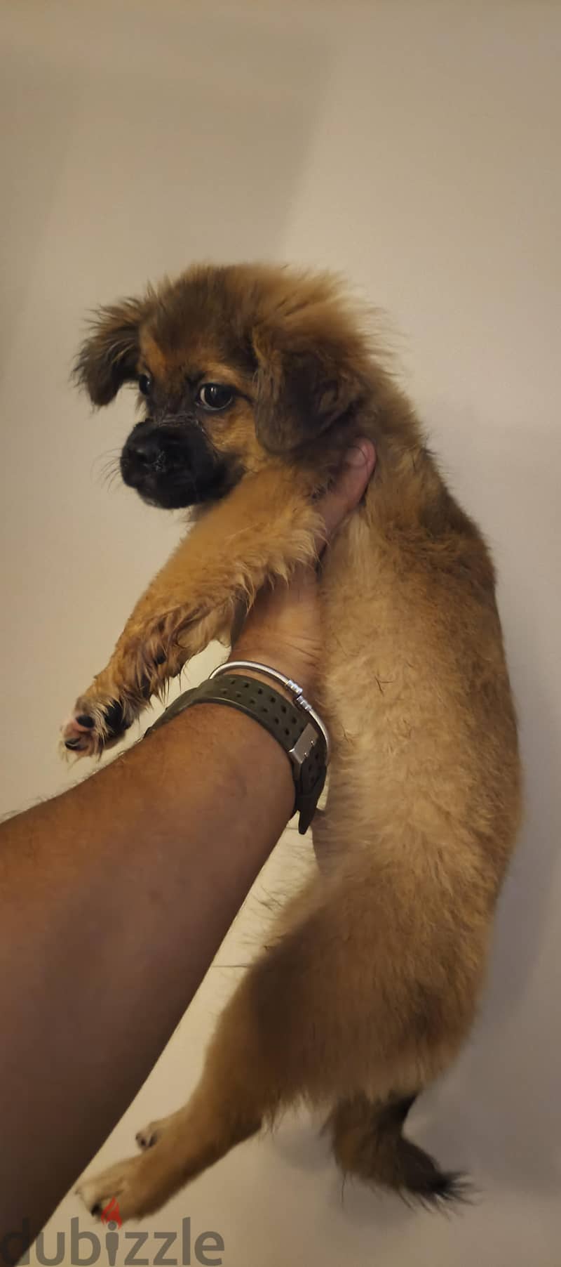 Mix Pekingese 1