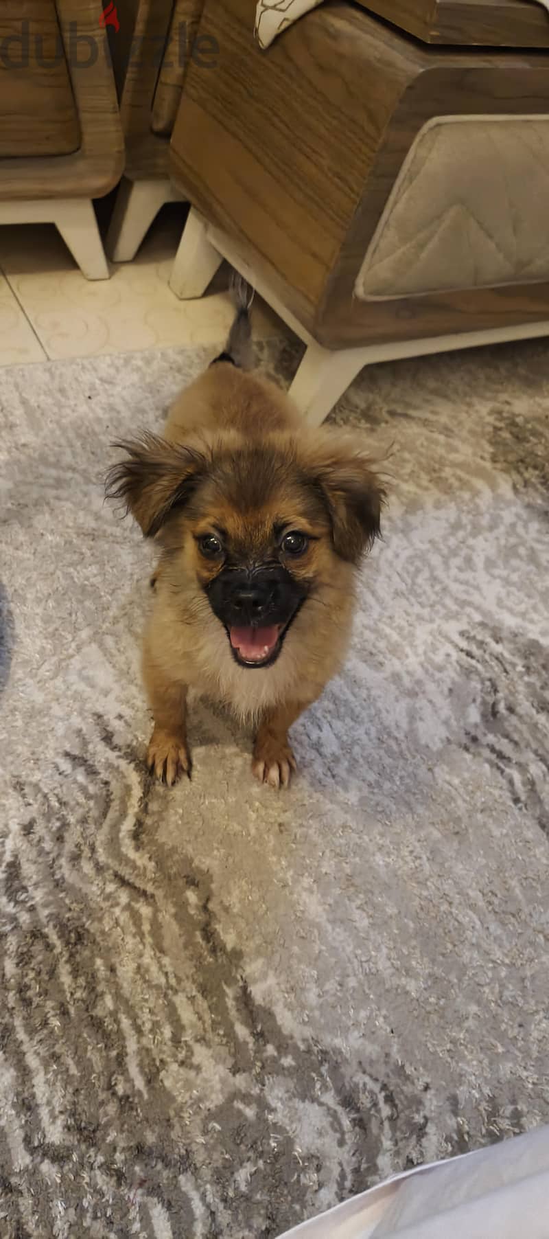 Mix Pekingese 2