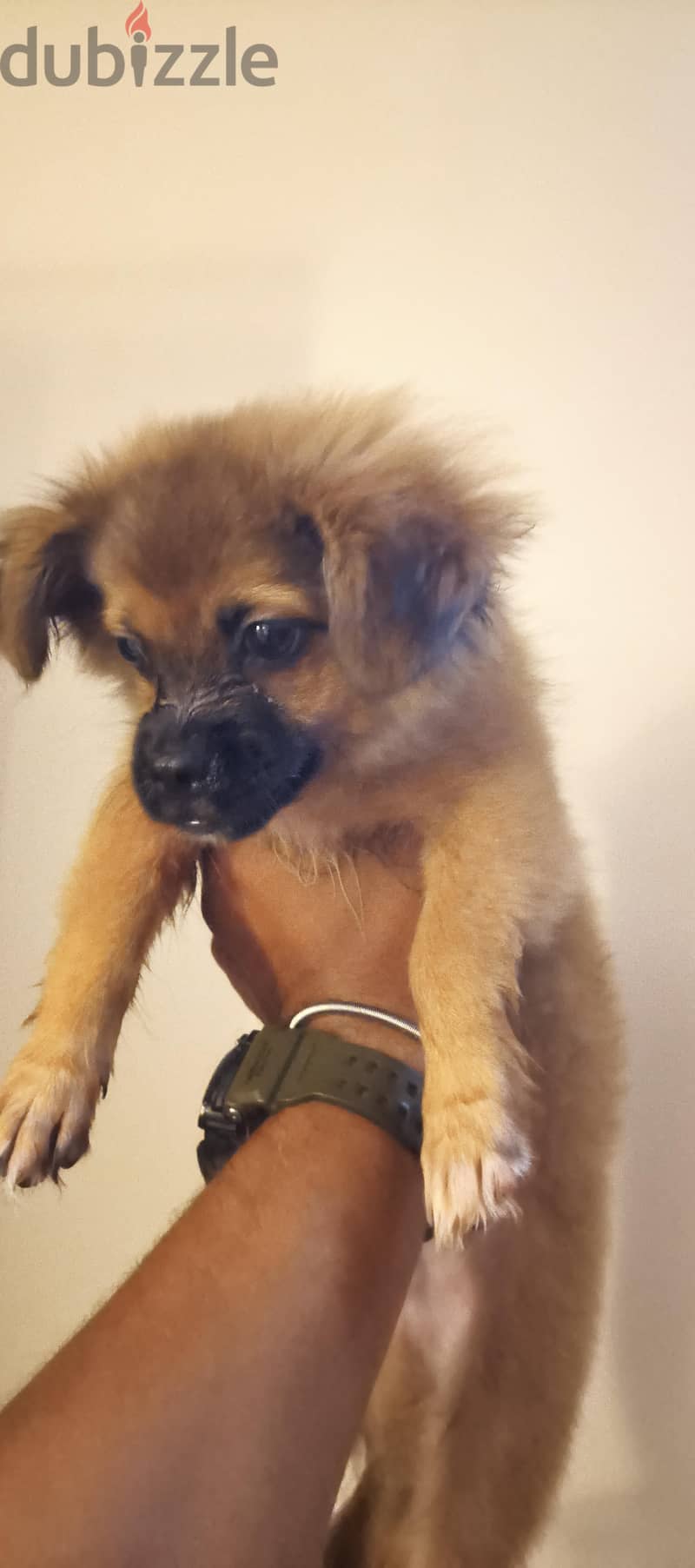 Mix Pekingese 3
