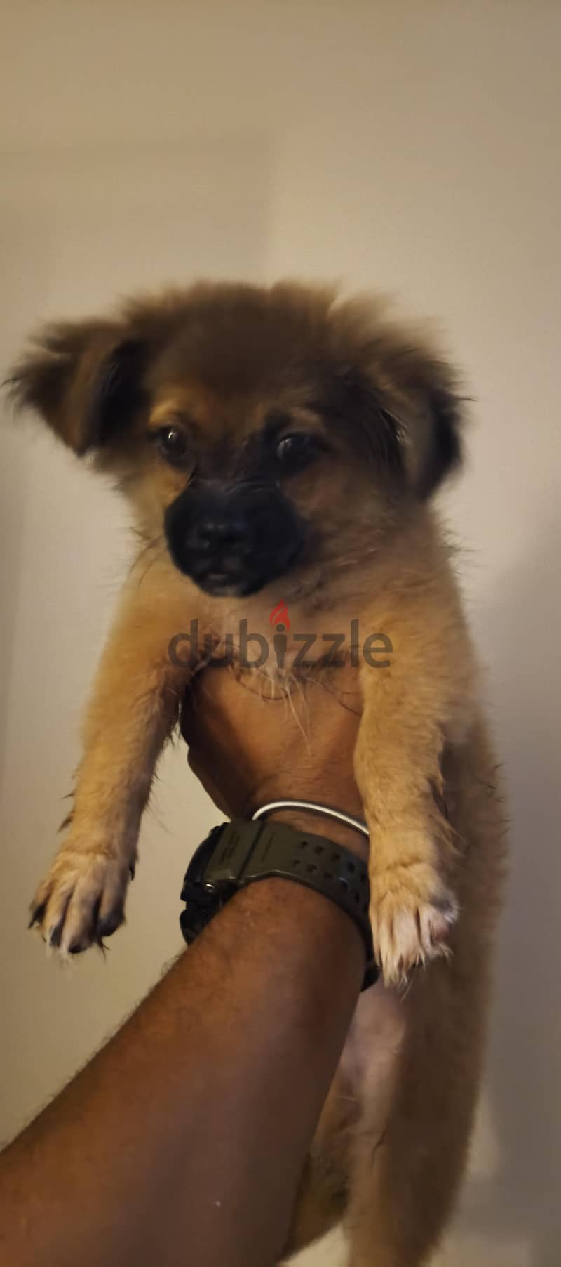 Mix Pekingese 4