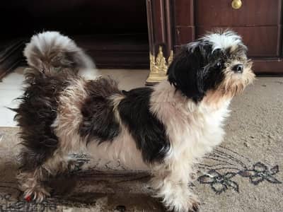 كلبة شيتزو Shih Tzu Dog